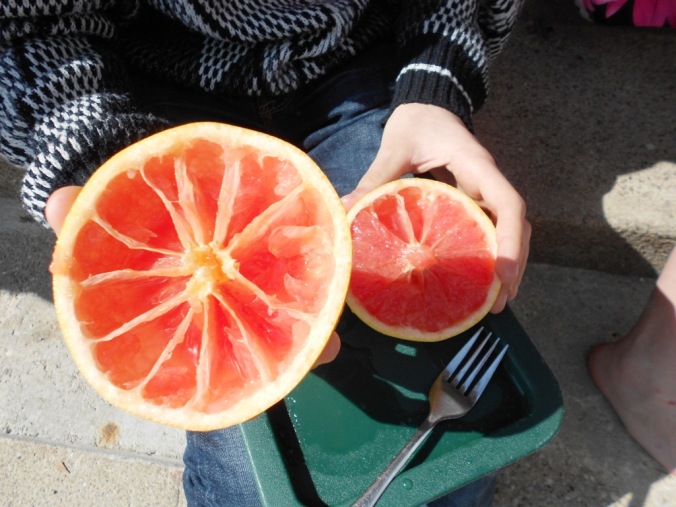 this is a picture of a grapefruit, which would also make a yummy breakfast